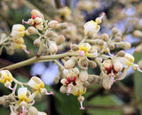Firmiana simplex (Chinese Parasol Tree)