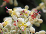 Firmiana simplex (Chinese Parasol Tree)