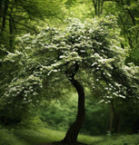 Crataegus mollis (Downy Hawthorn)