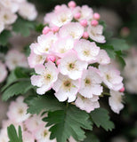 Crataegus mollis (Downy Hawthorn)