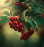 Crataegus mollis (Downy Hawthorn)