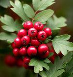 Crataegus monogyna (Single Seed English Hawthorn)