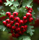 Crataegus monogyna (Single Seed English Hawthorn)