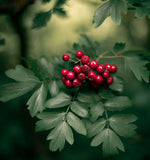 Crataegus monogyna (Single Seed English Hawthorn)