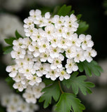 Crataegus monogyna (Single Seed English Hawthorn)