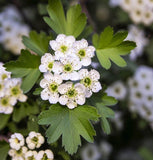 Crataegus viridis (Black Hawthorn)