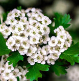 Crataegus viridis (Black Hawthorn)