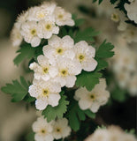 Crataegus vulsa (Alabama Hawthorn)