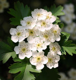 Crataegus vulsa (Alabama Hawthorn)