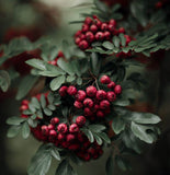 Crataegus vulsa (Alabama Hawthorn)