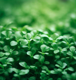 Cress, Curled Peppercress or Garden Cress (Lepidium sativum)