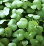 Cress, True Watercress (Nasturtium officinalis)