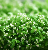 Cress, Curled Peppercress or Garden Cress (Lepidium sativum)