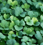 Cress, True Watercress (Nasturtium officinalis)