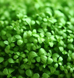 Cress, Curled Peppercress or Garden Cress (Lepidium sativum)