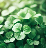 Cress, True Watercress (Nasturtium officinalis)