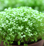 Cress, Curled Peppercress or Garden Cress (Lepidium sativum)