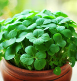 Cress, True Watercress (Nasturtium officinalis)