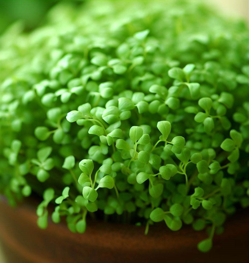 Cress, Curled Peppercress or Garden Cress (Lepidium sativum) – MySeedsCo