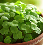 Cress, True Watercress (Nasturtium officinalis)