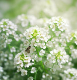 Cress, Curled Peppercress or Garden Cress (Lepidium sativum)