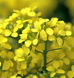 Cress, Upland (Barbarea verna)