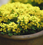 Cress, Upland (Barbarea verna)