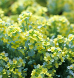 Cress, Upland (Barbarea verna)