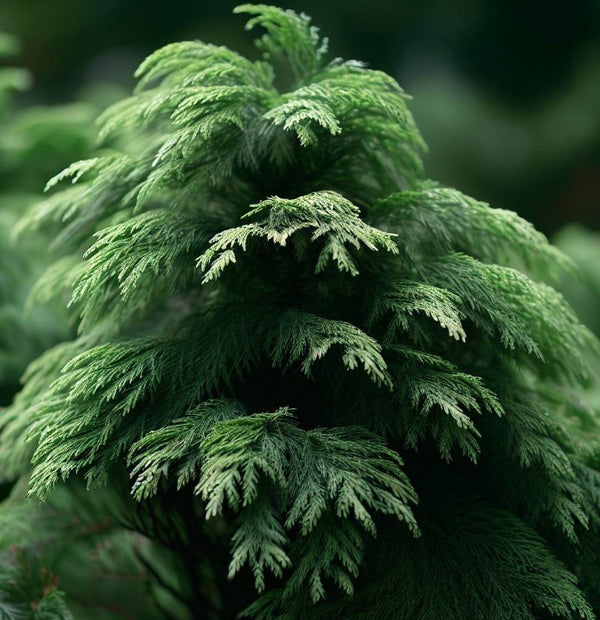 Cryptomeria