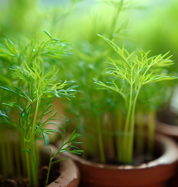 Cumin