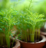 Cumin (Cuminum cyminum)