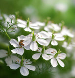 Cumin (Cuminum cyminum)