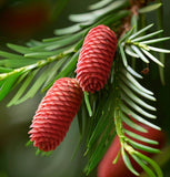 Cuninghamia lanceolata (Chinese Cunninghamia, Chinese Fir)