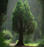 Cupressus lusitanica (Bentham Cypress)