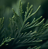 Cupressus lusitanica (Bentham Cypress)