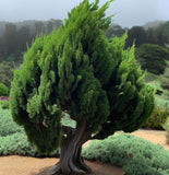 Cupressus macrocarpa (Monterey Cypress)