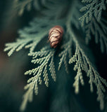 Cupressus sempervirens (Italian Cypress)