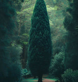 Cupressus sempervirens stricta (Upright Italian Cypress)