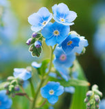 Cynoglossum amabile (Chinese Forget-Me-Not)