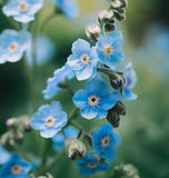 Cynoglossum amabile (Chinese Forget-Me-Not)