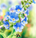 Cynoglossum amabile (Chinese Forget-Me-Not)