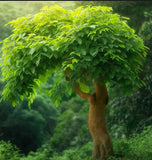 Cyphomandra betaceae (Tomato Tree)