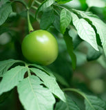 Cyphomandra betaceae (Tomato Tree)