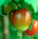 Cyphomandra betaceae (Tomato Tree)