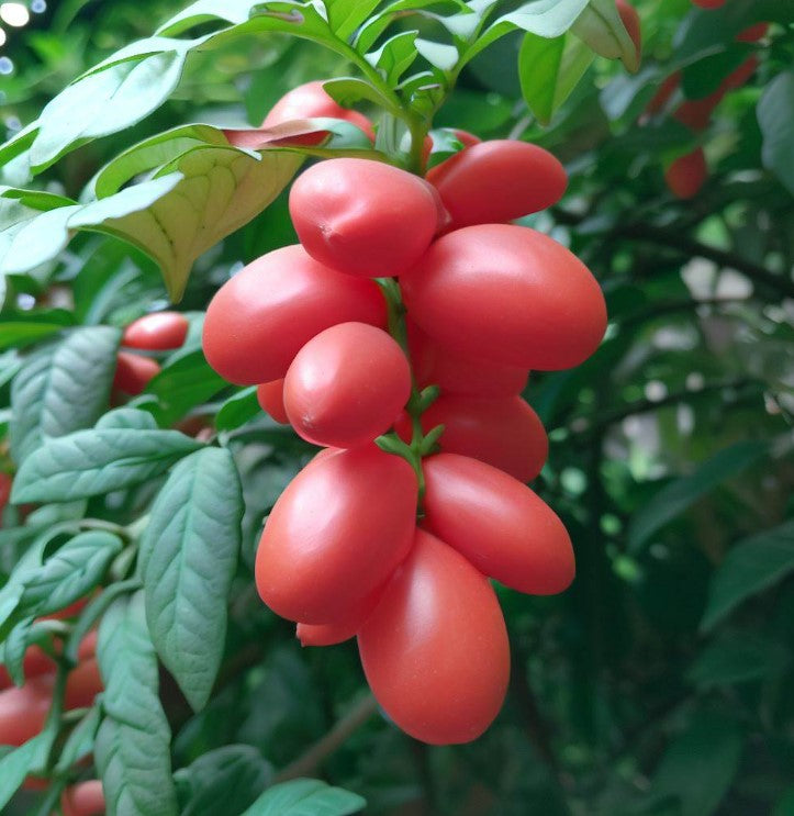 Cyphomandra betaceae (Tomato Tree)