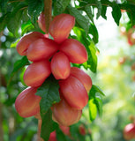 Cyphomandra betaceae (Tomato Tree)