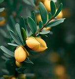 Cytisus scoparius (Scotch Broom)