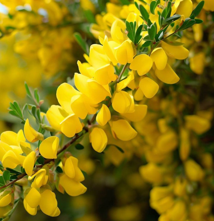 Yellow Broom Shrub Plant