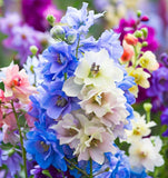 DELPHINIUM consolida 'Imperial Mix' (Rocket Larkspur, Mixed)