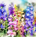 DELPHINIUM consolida ('Imperial Mix' Rocket Larkspur, Mixed)